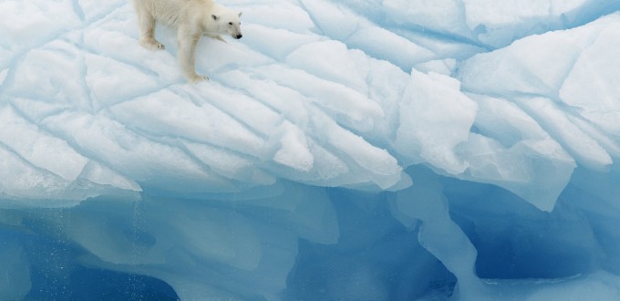 Арктика – страна медведей